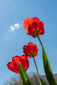 Prelijepi crveni cvjetovi tulipana snimljeni odozdo, sa zemlje, sa plavim nebom i malim oblakom u pozadini. Proljeće, proroda, cvjetovi, buđenje.
