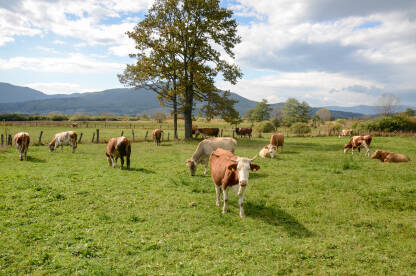 Krave na ispaši. Stočarstvo i poljoprivreda. Grupa krava u polju.