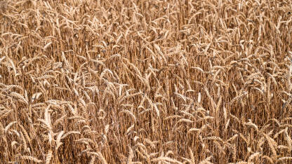 Polje pšenice. Zlatno klasje pšenice spremno za žetvu.