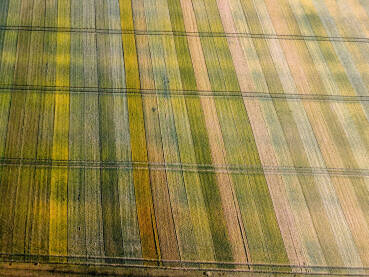 Šareno polje u proljeće. Snimak dronom na polje sa posađenim biljkama. Mladi usjevi pšenice rastu na poljoprivrednom polju. Poljoprivreda.