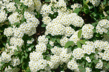 Ukrasne biljke. Bijeli cvjetovi na grmu u parku.