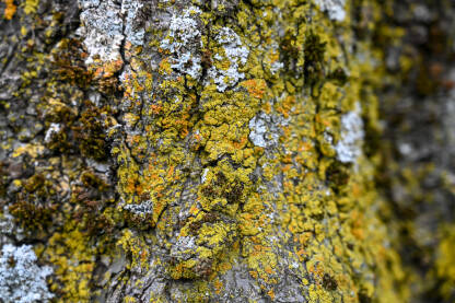 Lišajevi na kori drveta, krupni plan. Žuti i sivi lišajevi i mahovina na drvetu u voćnjaku.