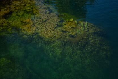 Pogled ispod površine rijeke Une, Bihać.
Riječna trava, alge, zelenilo.