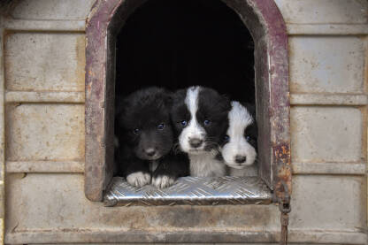 Tri štenca u kućici