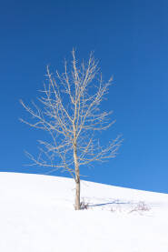 Mlado stablo u snijegu sa bistrim plavim nebom.