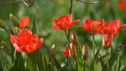 Crveni tulipani na proljeće u parku.
