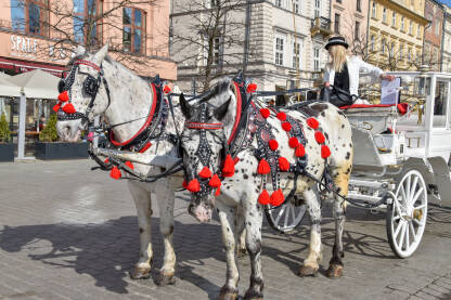 Kočije za iznajmljivanje u centru Krakova, Poljska. Konji kao turistička atrakcija. Kočije kao turistička ponuda Krakova.