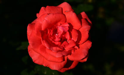 Crvena ruža u parku. Predivna crvena ruža cvjeta u proljeće. Krupni plan cvijeća na zalasku sunca. Simbol ljubavi.