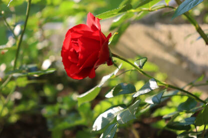 Crvena ruža u vrtu