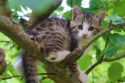 Radoznala i razigrana mala maca na drvetu