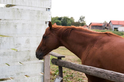 Konj u Etno selu Stanišići