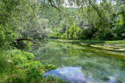Rijeka teče između zelenih stabala u proljeće. Kristalno čista planinska voda u prirodi. Rijeka okružena zelenim drvećem u šumi.