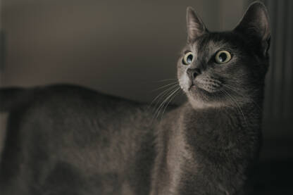 Portret sive mačke