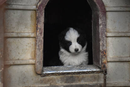Crno bijelo štene u kućici