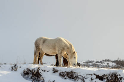Divlji konji na planini tokom zime. Livanjski divlji konji na snijegu u prirodi.