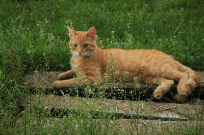 Mačka pozira u travi