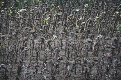Uveli suncokreti na polju tokom ljeta. Sušna polja suncokreta. Suha klima i ljeto su uništila usjeve i žetvu.