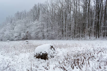 Zimski pejzaž, rolo bale na njivi pokrivene snijegom, listopadna šuma pokrivena mrazom
