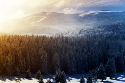 Panorama olimpijske planine Igman, Veliko Polje zimi.