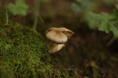 Gljiva u šumi nakon kišnog dana