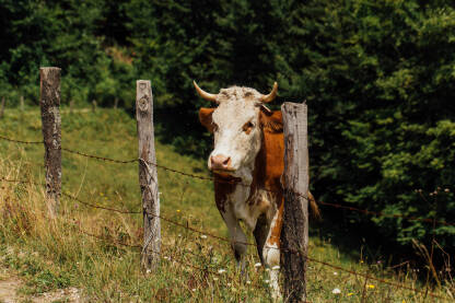 Krava u livadi na ispaši, pored ograde od bodljikave žice