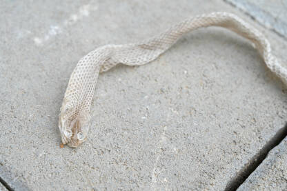 Stari sloj kože kojeg je sa sebe skinula zmija. Oljuštena koža zmije u prirodi.