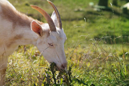 Domaća bijela koza na ispaši.