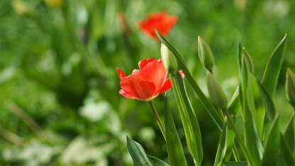 Crveni tulipani na proljeće u parku.