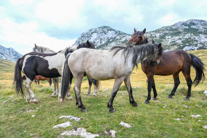 Grupa divljih konja u prirodi.