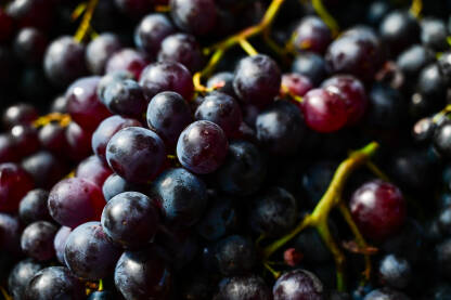 Svježe crno grožđe na prodaju na pijaci. Krupni plan grozda crnog grožđa.