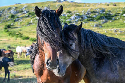 Zaljubljeni konji u prirodi. Par konja na planini. Livanjski divlji konji.