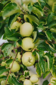 Zelene jabuke poslije kiše