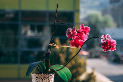 Rascvjetana orhideja u saksiji. Orhideja jarke ružičaste boje.