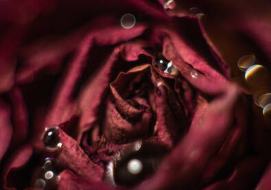 mikro fotografija ruže
