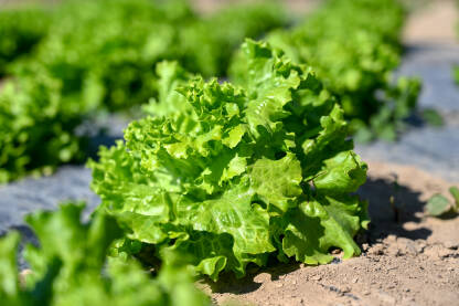Zelena salata spremna za berbu. Listovi svježe zelene salate. Organski uzgojena salata koja raste u bašti. Listovi svježe salate, krupni plan. Organska proizvodnja hrane. Poljoprivreda.