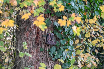 Kamuflirana lovačka kamera skrivena na drvetu u šumi. Snimanje divljih životinja i krivolova kamerom. Kamera za snimanje životinja na stazi za divlje životinje. Posmatranje divljih životinja.