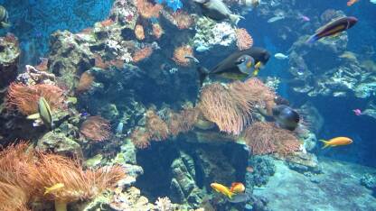 Tropske ribe u akvarijumu.