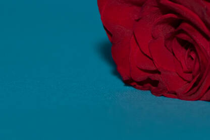 Crvena ruža na plavoj pozadini.
Krupni kadar.