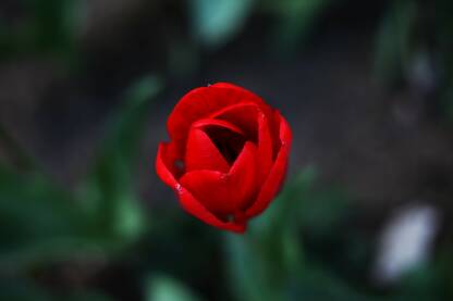 Crvena lala u basti, prolecni cvet