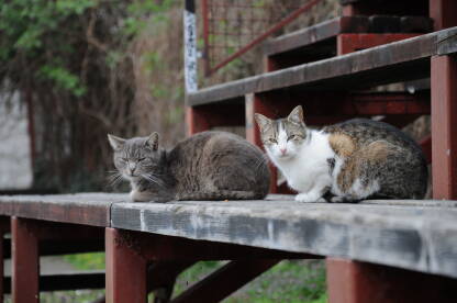 Dvije mačke, na tribinama. Brčko, partizan, Bosna i Hercegovina