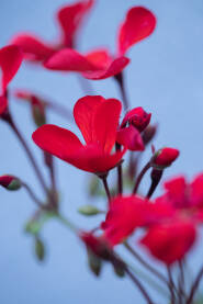 Crveni sićušni cvjetovi na svijetloj podlozi sa plitkim fokusom