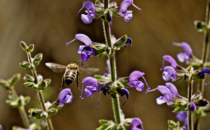 Pčela oprašuje cvijet Pčela oprašuje cvijet Salvia pratensis. Pčela koja skuplja nektar s cvijeta.