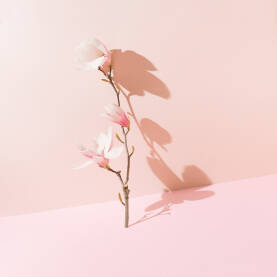 Grana s cvjetovima magnolije naslonjena uz ružičasti zid.
