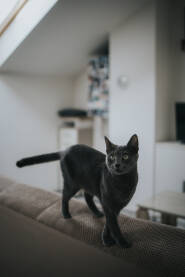 Siva mačka na naslonu kauča