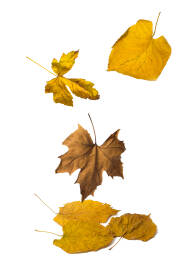 Žuto jesenje lišće na bijeloj pozadini