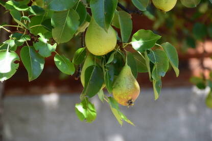 Nutritivno najbogatije voće poslije jabuke. Ljekovita i hranjiva.