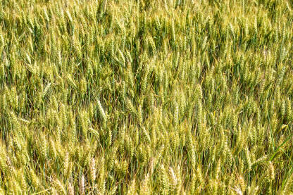 Raž raste na polju po sunčanom ljetnom danu. Klasje raži spremno za žetvu, krupni plan. Žitarice u polju.