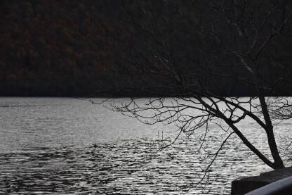 Drvo u jesen sa jezerom i brdom u pozadini.