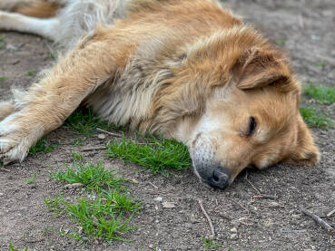 Veliki smeđi pas spava na zemlji. Ulični pas. Pas lutalica.