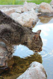 Mačka koja pije vodu
